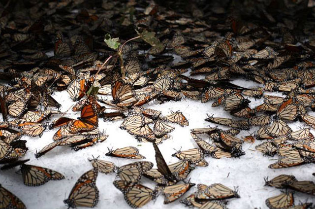 10373805_1681749405412442_2996250523717961466_n