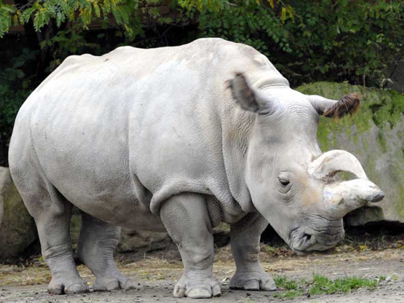 rinoceronte-blanco