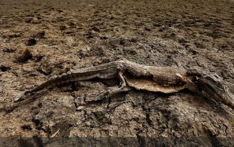 cocodrilos_bolivia_mueren_sequia_460x290