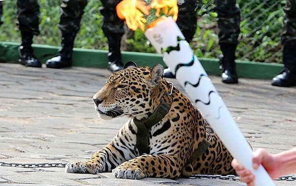 rio-2016-sacrifican-jaguar-tra-jpg_604x0