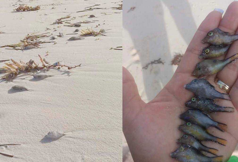 14067997_1747773515476697_8336175037372441544_o