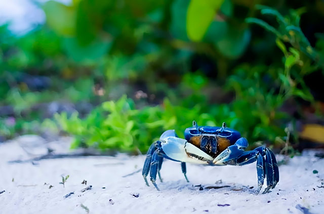 Temporada-de-cangrejos-azules-en-Cancún
